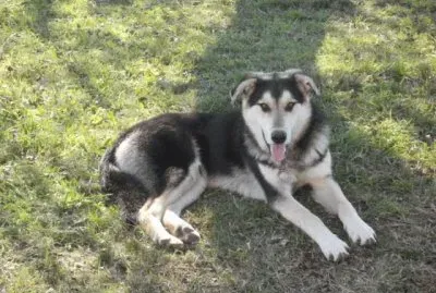 El Lobo jigsaw puzzle