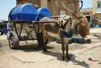 FaraÃ³n jigsaw puzzle