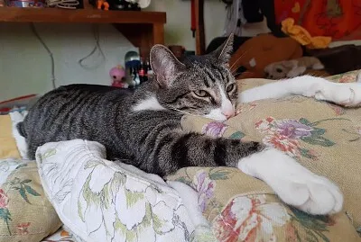Gorda