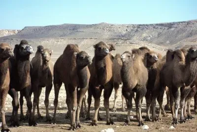 FaraÃ³n jigsaw puzzle