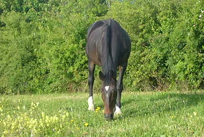 Jument trotteuse