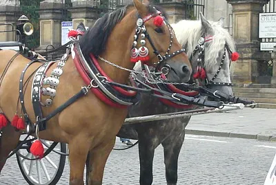 Chevaux à Cracovie