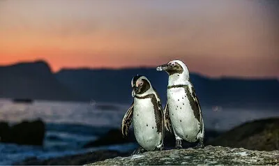 Pinguinos