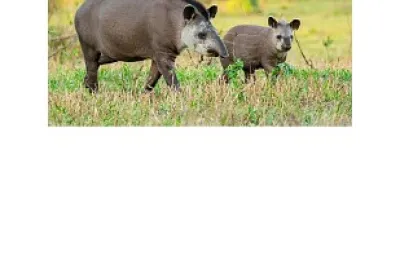 ANIMAIS DO CERRADO