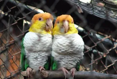 FaraÃ³n jigsaw puzzle