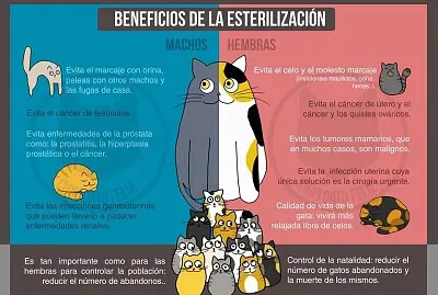 פאזל של Beneficios de la estarilización