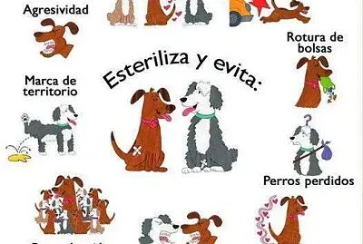 Beneficios de la esterilización
