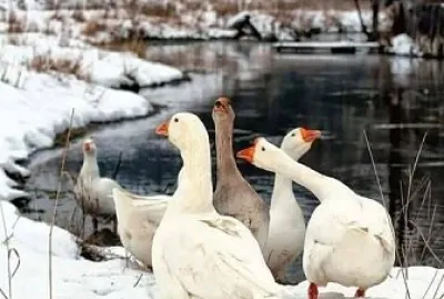 Animales