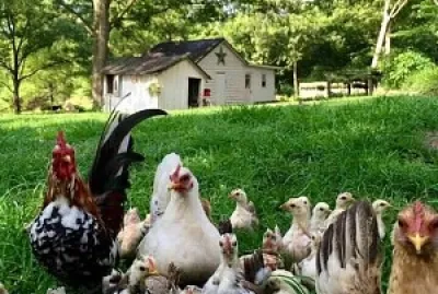 Animales