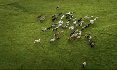 Libertad