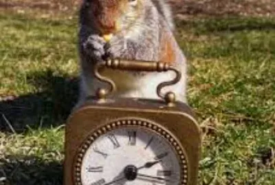 Squirrel ran up the clock