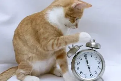 Cat ran up the clock
