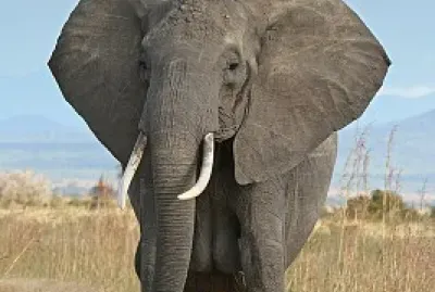 Elephant
