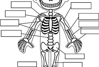 HUESOS DEL CUERPO jigsaw puzzle