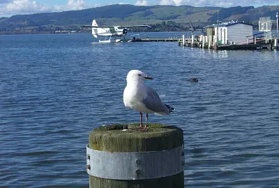 Lac de Rotorua Nouvelle-Zélande
