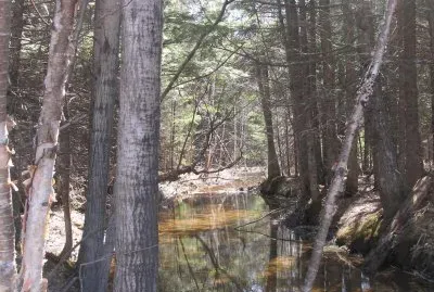 Spring at the brook