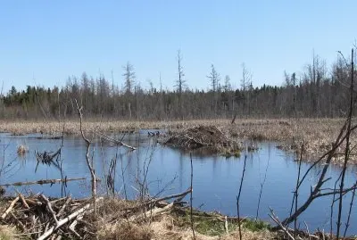 Beaver dam in spring swamp
