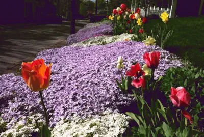 Spring Bloom jigsaw puzzle