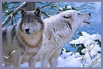 Couple de loups
