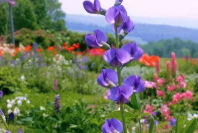 Tall Wild Flower jigsaw puzzle