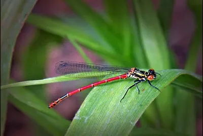 LIBELULA