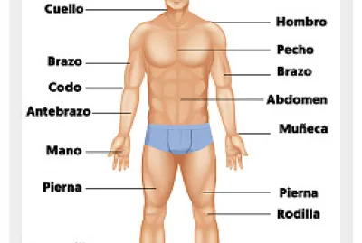 armar rompecabeza del cuerpo humano jigsaw puzzle
