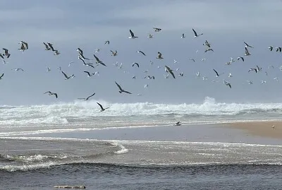 Vol de mouettes