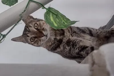 Pipi