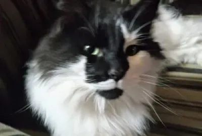 Sylvester