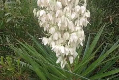 Yucca