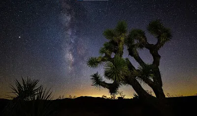 Arbol Estrellado