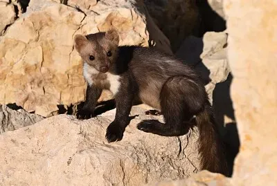 פאזל של Animal