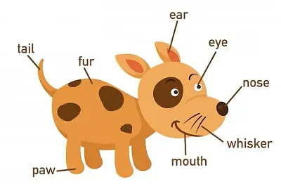 פאזל של student neet to find the puzzle