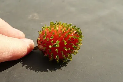 Fraise germée