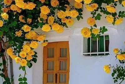 Rosal y puerta amarilla