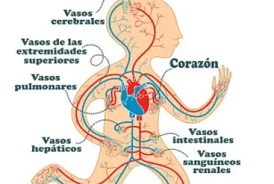 Sistema circulatorio