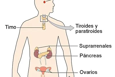 rompecabezas sistema endocrino