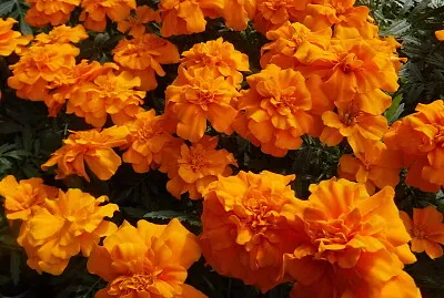 マリーゴールド001