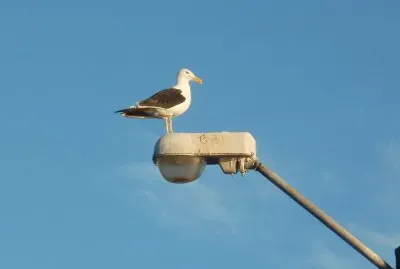 la gaviota jigsaw puzzle