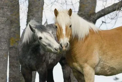 caballos 7 jigsaw puzzle