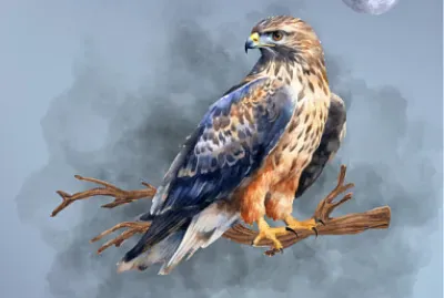 Hawk jigsaw puzzle