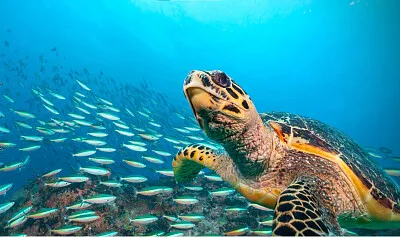 פאזל של Tortuga marina