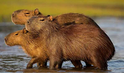 פאזל של Capibaras