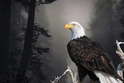 Eagle