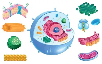 el ser humano y sus tejidos jigsaw puzzle