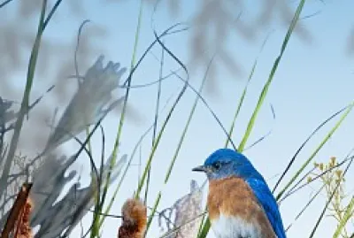 Blue Bird