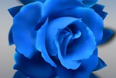 Blue Rose