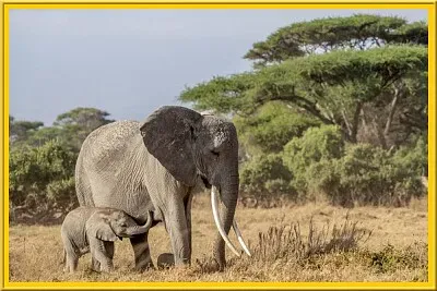 Maman éléphante et son petit