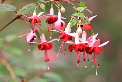 פאזל של imagem