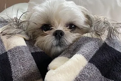 Mia